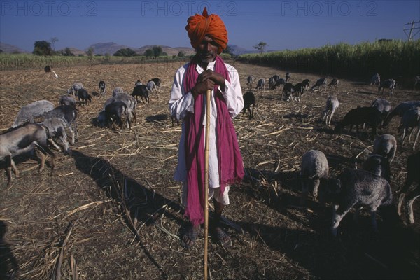 INDIA, Maharashtra, Agriculture, Shepherd wearing pink scarf and orange turban standing in front of flock.