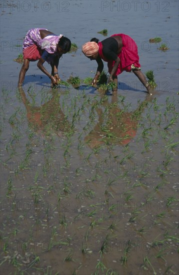 INDIA, Karnataka, Agriculture, "Women planting rice seedlings in paddy field, bending forward to plant individual seedlings and reflected in the water."