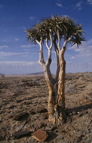 NAMIBIA, Namib Desert, "Kokerboom or Quiver Tree that stores water in its fibrous trunk, standing alone in the desert landscape"