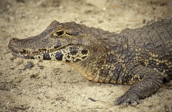 SEALIFE, Reptiles, Crocodiles, Caiman ( Caiman Crocodilus ) head and front foot portrait on the sand in Brazil