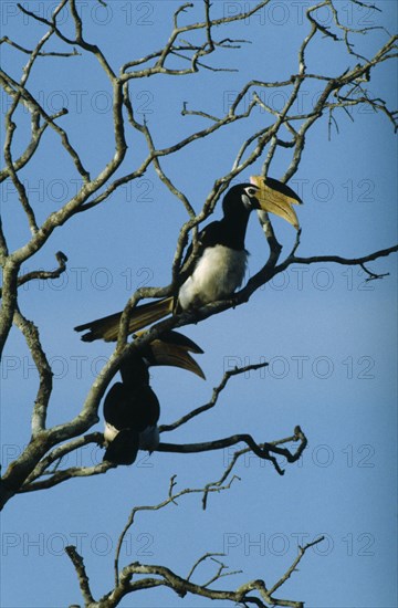 WILDLIFE, Birds, Toucans, A pair of Malabar Pied Hornbills sitting in a tree at Wilpettu in Sri Lanka