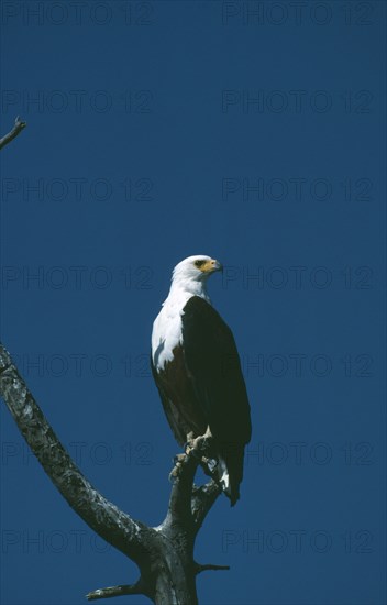 WILDLIFE, Birds, African Fish Eagle, African Fish Eagle (hallaeetus vocifer) sitting in a tree looking to one side at Amboseli Kenya