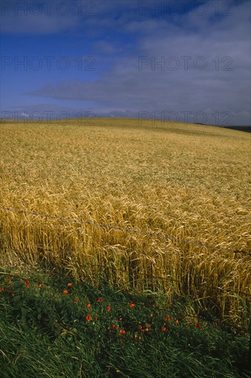 AGRICULTURE, Arable, Barley,  Field of ripe barley with poppies and blue sky.