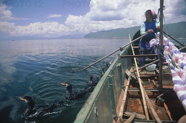 CHINA, Yunnan, Dali, Erhai Lake woman fishing with comorants whilst she rows the boat