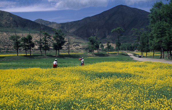 CHINA, Gansu Province, Xiahe, Field of oilseed rape in flower with two women walking along edge and mountain landscape behind.