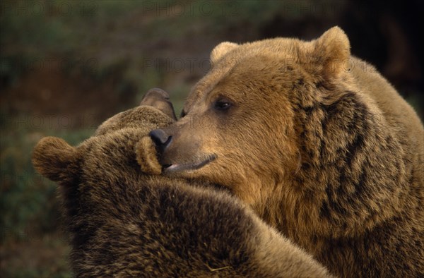 ANIMALS, Bear, Captive, "Two Brown bears (Ursus arctos), head and shoulders view nuzzling each other. "