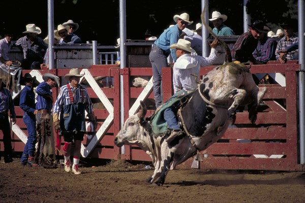 USA, South Dakota, Deadwood, Cowboy on bucking bull leaving the stalls at the arena watched by a clown at the Days Of 76 rodeo
