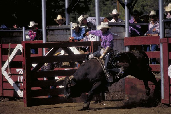 USA, South Dakota, Deadwood, Cowboy on bucking bull leaving the stalls in the arena of the Days Of 76 rodeo