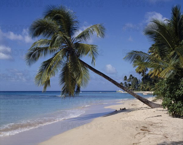 BARBADOS, West Coast    , "Gibbs beach, leaning palm, white sand, small boats "