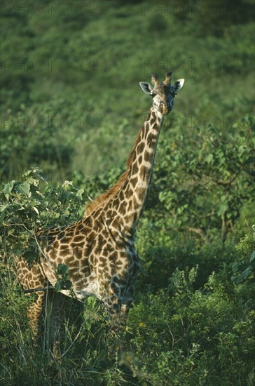 WILDLIFE, Big Game, Giraffe, Maasai Giraffe (giraffa camelopardalis) amongst trees at Momella Tanzania