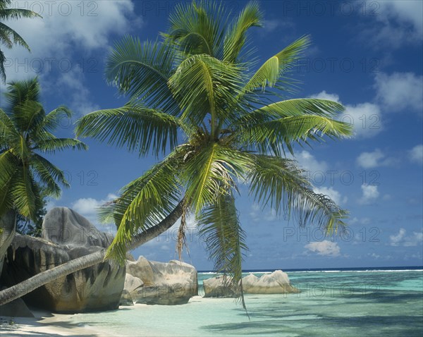 SEYCHELLES, La Digue, Reunion Beach, Large boulders at waters edge with a coconut palm tree leaning across the turquoise water