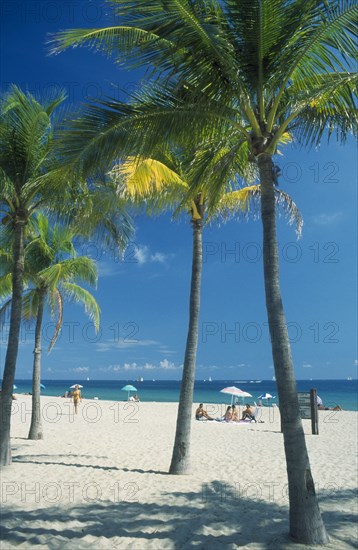 USA, Florida , Fort Lauderdale, Quiet white sand beach lined by palm trees.
