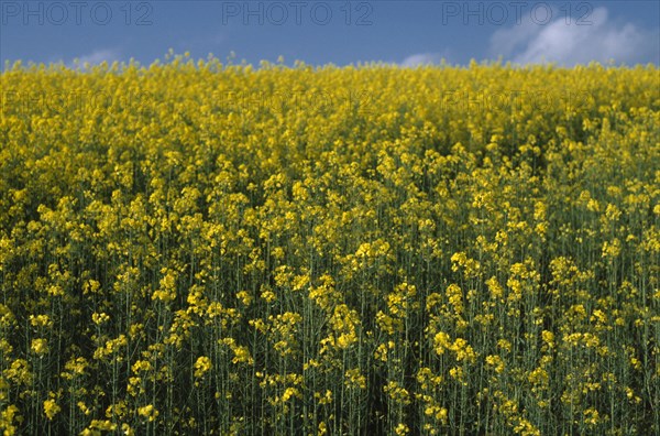 AGRICULTURE, Crops, Oilseed Rape, Field of oilseed rape in Kent.