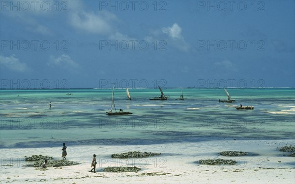 TANZANIA, Zanzibar, Jambiani, Fishermen returning to beach at low tide with boats at sea