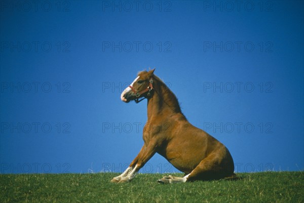 DOMESTIC ANIMALS, Horse, Pony on field ridge stretching out forelegs and sitting up on rump.