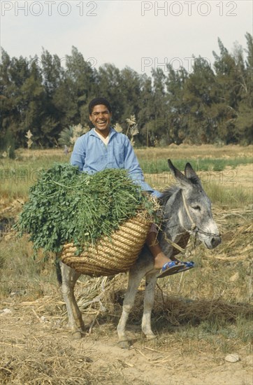 EGYPT, Agriculture, Crops, Man with a donkey carrying crops