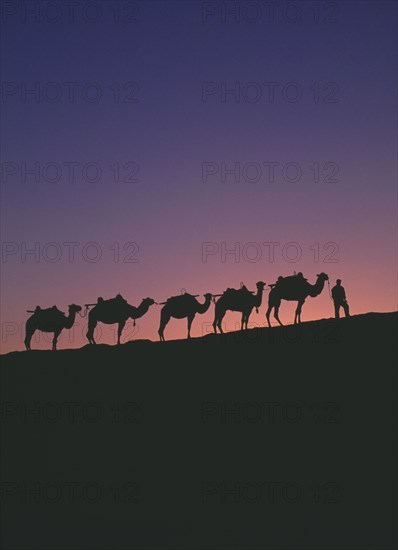 CHINA, Gansu, Dunhuang, "Silk Route. Line of camels on ridge sillhouetted at dawn, orange & blue sky"