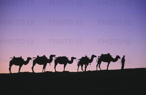 CHINA, Gansu, Dunhuang, "Silk Route. Line of camels on ridge sillhouetted at dawn, pink & purple sky"