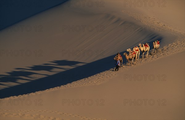 CHINA, Gansu, Dunhuang, Silk Route. View looking down at man leading camels along ridge of sand dune