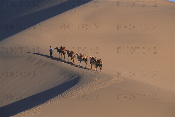CHINA, Gansu, Dunhuang, Silk Route. View looking down to man leading camels along ridge of sand dune