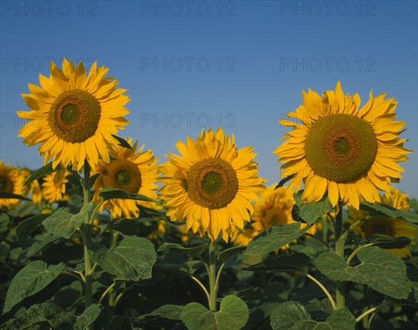 FLORA & FAUNA, Sunflowers, "Three sunflower heads in foreground, blue sky & other sunflowers in background"