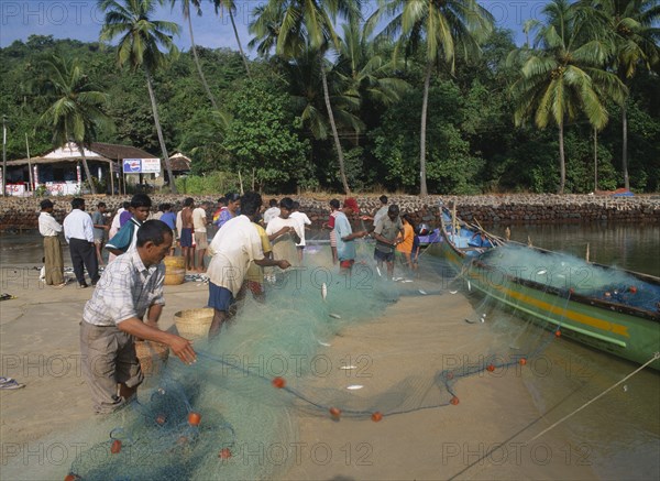 INDIA, Goa , Baga, Fishermen work on the beach emptying net of fish