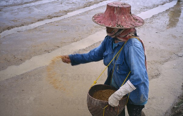 THAILAND, Phrae Province , Looking down on person sowing rice by throwing seeds