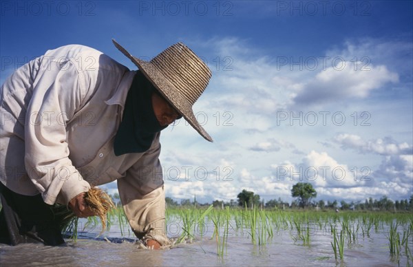 THAILAND, Loei Province , Person planting rice seedlings in a paddy