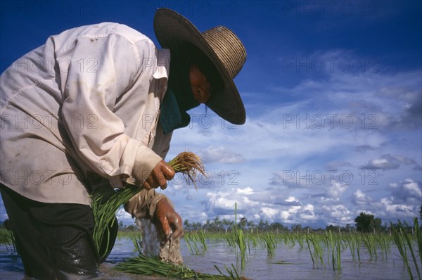 THAILAND, Loei Province , Person planting rice seedlings in a paddy