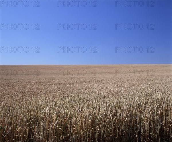 FRANCE, Marne, Agriculture, Field of ripe wheat.