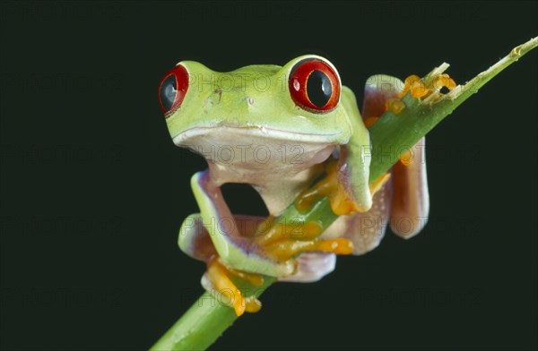 NATURAL HISTORY, Amphibian, Frog, Red eyed tree frog perched on twig