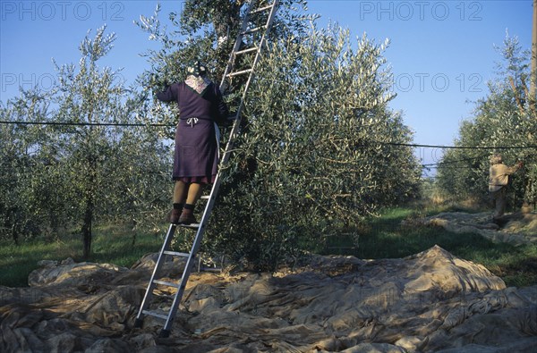 ITALY, Tuscany, Farming, Woman on a ladder picking olives by hand.