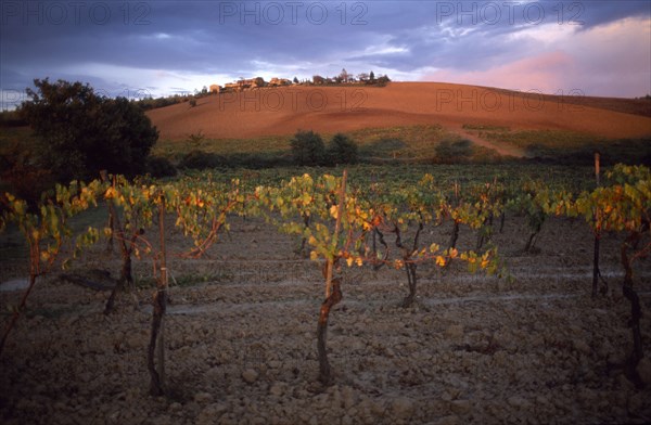 ITALY, Tuscany, Chianti, Vines at sunset with a ploughed field on the hillside behind.