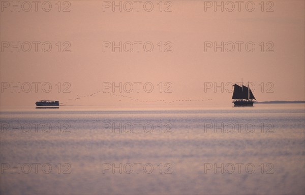 BIRD, Massed, In Flight, Florida.  Distant line of Flamingoes in flight over water between a sailing boat and ferry silhouetted against pale orange dusk sky.