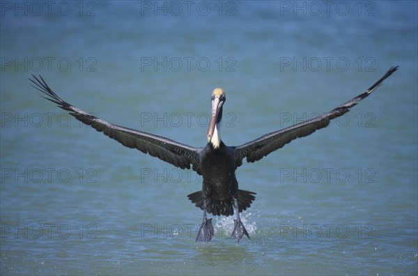 BIRD, Single, In Flight, "Marco Island in Florida.  Pelican, Pelican Occidentalis, in flight low over water, front on to camera.  "