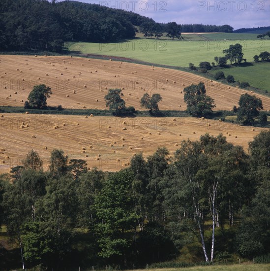 ENGLAND, Northumberland, Hexham, Mixed field patterns with harvested wheat grazing sheep and fallow fields