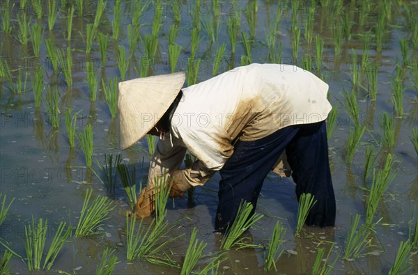 MALAYSIA, Kedah, Langkawi, Woman planting rice in a paddy field at Laman Padi Rice Garden in Cenang