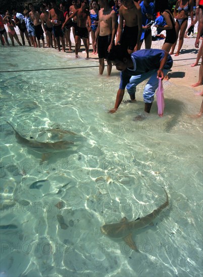MALAYSIA, Kedah, Langkawi, Pulau Paya marine national park with tourists watching the hand feeding of the sharks at the water’s edge