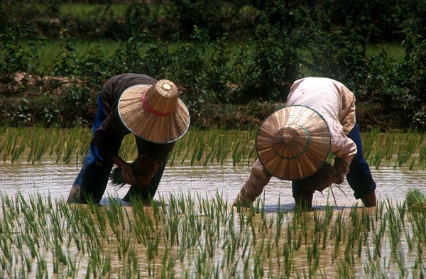 CAMBODIA, Prey Veng, Transplanting rice north of Prey Veng.