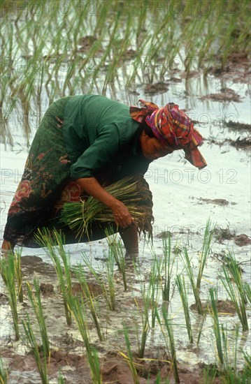 CAMBODIA, Kompong Trach, Khmer Rouge village woman planting rice.