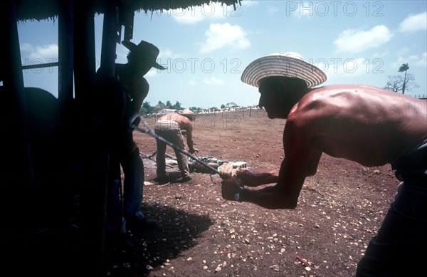 CUBA, Holguin, Los Angeles, Men branding cattle held in a cage on a ranch