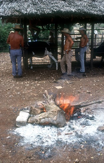 CUBA, Holguin, Los Angeles, Men branding cattle held in a cage on a ranch with the branding irons in a fire in the foreground