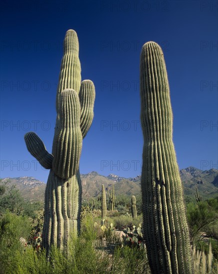 USA, Arizona, Saguaro Cacti growing amongst other vegetation in semi desert landscape. Cloudless blue sky above.