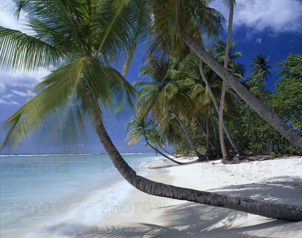 WEST INDIES, Tobago, Pigeon Point, "View along empty, sandy beach with aquamarine water and overhanging palm trees. "