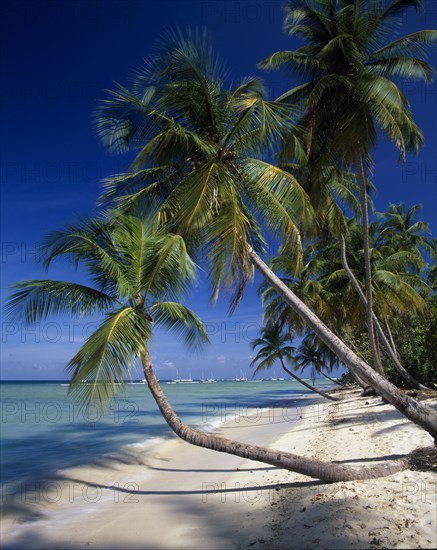 WEST INDIES, Tobago, Pigeon Point, "View along empty, sandy beach with aquamarine water and overhanging palm trees."