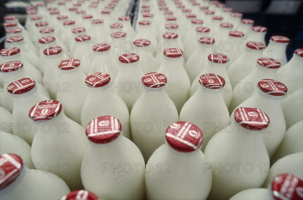 INDUSTRY, Production, Bottling, Full milk bottles on a conveyor belt in a bottling plant