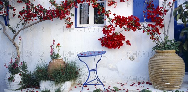 GREECE, Cyclades Islands, Amorgós, "Detail of white painted wall with blue doorway, shutters and window frames and trees growing from tubs outside with red blossom. "