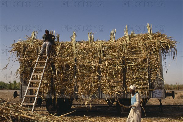 EGYPT, Nile Valley, Aswan, Men loading harvested sugar cane onto a train