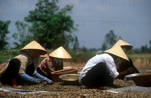 VIETNAM, Farming, Women sorting soya beans by hand on the ground.