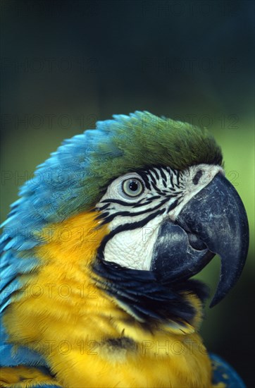 BIRDS, Single, Beak, "Brazil. Blue and Yellow Macaw (Ara Ararauna), detail of head and beak of adult bird."
